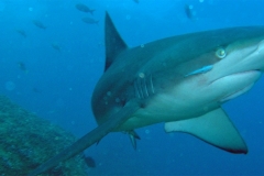 galapagos-shark_1
