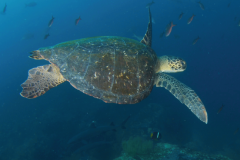 Turtle-Galapagos