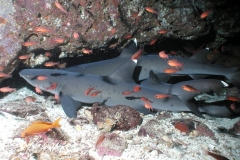 WhiteTipped-reef-shark