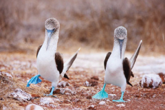 Calipso-Naturalist-Blue-Footed-Boobies